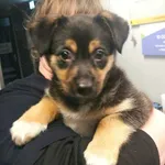 Pies odnaleziony w dniu 31.12.2025 r. przy ul. Nałkowskiej.