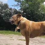 Zaginął pies, Łódź, 2 stycznia 2026