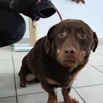 Znaleziono psa, Lublin, 2 stycznia 2026