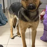 Znaleziono psa, Lublin, 2 stycznia 2026