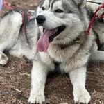 Zaginął pies, Wola Pszczółecka, 3 stycznia 2026