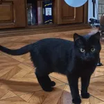 Znaleziono kota, Toruń, 9 listopada 2025