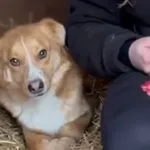 Pies do adopcji, Głowno, 3 stycznia 2026