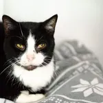 Oddam kota, Warszawa, 4 stycznia 2026