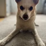 Zaginął pies, Gietrzwałd, 4 stycznia 2026