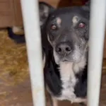 Pies do adopcji, Głowno, 3 stycznia 2026