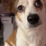 Zaginął pies, Piotrków Trybunalski, 4 stycznia 2026