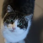 Kot do adopcji, Dłużyna Górna, 3 stycznia 2026