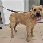 Znaleziono psa, Grudziądz, 3 stycznia 2026