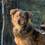 Imię: Cynamonek Chip: 616093903203569 Płeć : samiec Wiek : marzec 2025 Wielkość: mały Kastracja/sterylizacja:  Tak Inne Psy:  Akceptuje towarzystwo suczek i psów Dzieci: W wieku szkolnym Cynamonek to 