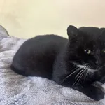 Zaginął kot, Łódź, 3 stycznia 2026