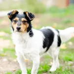 Żuczek - mikropsiak z wielką osobowością! 