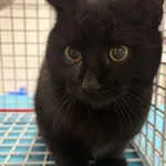 Znaleziono kota, Szczecin, 4 stycznia 2026