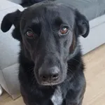 Zaginął pies, Łódź, 4 stycznia 2026