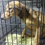 Znaleziono psa, Radom, 3 stycznia 2026