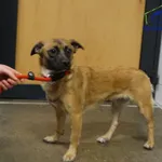 Znaleziono psa, Szczecin, 4 stycznia 2026