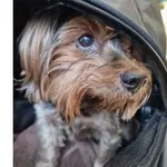 Znaleziono psa, Wrocław, 4 stycznia 2026