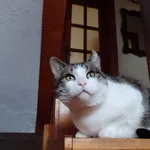 Zaginął kot, Ustka, 5 stycznia 2026