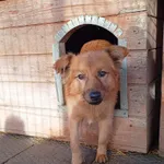 Oddam psa, Olsztyn, 6 stycznia 2026