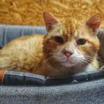 Oddam kota, Olsztyn, 6 stycznia 2026