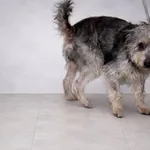 Pies do adopcji, Dębniak, 2 stycznia 2026