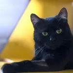 Kot do adopcji, Bydgoszcz, 6 stycznia 2026