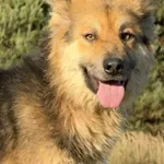 Imię: Margolcia Chip: 616093903160386 Płeć : samica Wiek : styczeń 2022 Wielkość: duża Kastracja/sterylizacja:  nie Inne Psy:  Akceptuje towarzystwo suczek i psów Dzieci: W wieku szkolnym Margolcia to