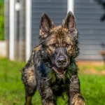 Pies do adopcji, Kraków, 22 grudnia 2025