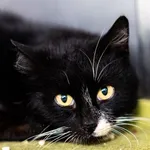 Znaleziono kota, Racławice, 30 grudnia 2025