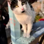 Kot do adopcji, Piła, 29 sierpnia 2025