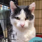 Kot do adopcji, Gdynia, 6 stycznia 2026