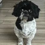 Zaginął pies, Nowy Duninów, 7 stycznia 2026