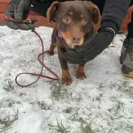 Znaleziono psa, Czartki, 7 stycznia 2026