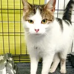 Kot do adopcji, Racibórz, 6 stycznia 2026