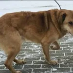 Znaleziono psa, Grudziądz, 7 stycznia 2026