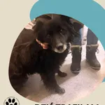 Znaleziono psa, Dąbrówka, 1 stycznia 2026