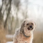 Znaleziono psa, Sosnowiec, 31 grudnia 2025