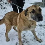 Znaleziono psa, Grudziądz, 7 stycznia 2026