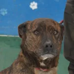 Pies do adopcji, Nowy Dwór Mazowiecki, 8 stycznia 2026