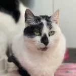 Kot do adopcji, Żywiec, 8 stycznia 2026