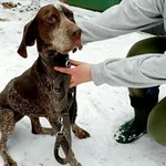 Znaleziono psa, Wałbrzych, 1 stycznia 2026