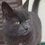 Zaginął kot, Częstochowa, 8 stycznia 2026