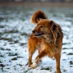 Znaleziono psa, Racławice, 3 stycznia 2026