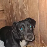Znaleziono psa, Choszczno, 23 grudnia 2025