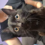 W pobliżu Aleksandrowa Łódzkiego, w Saniach znaleziono czarną kotkę, na szyi dziecięca bransoletka z koralików. Pilnie poszukiwany właściciel.  731 290 273 533 452 213