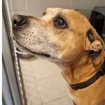 Znaleziono psa, Wrocław, 30 grudnia 2025