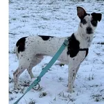 Znaleziono psa, Wrocław, 4 stycznia 2026