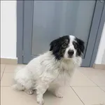 Flap
