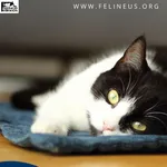 Kot do adopcji, Rzeszów, 8 stycznia 2026