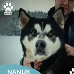 Pies do adopcji, Dąbrówka, 9 stycznia 2026